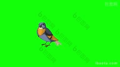 蓝鸟飞来，动画运动图形孤立在绿色屏幕上