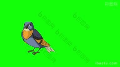 蓝鸟飞来飞去，动画运动图形孤立在绿色屏幕上