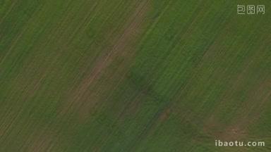 航拍的<strong>广袤</strong>的绿色田野在俄罗斯农村的农田