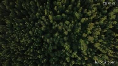 航拍的绿色森林飞过绿色的树顶