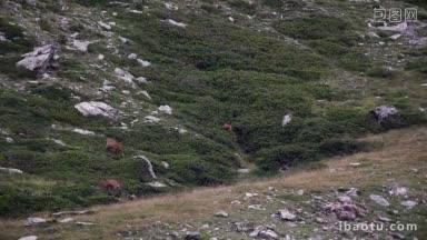 西班牙比利牛斯山上美丽的岩羚羊