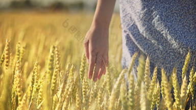 女人手触碰小麦耳朵女农学家触碰小麦收获