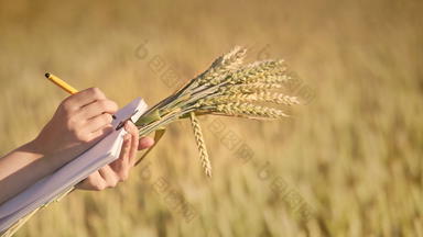 女人手写作数据<strong>研究</strong>小麦耳朵场农业科学