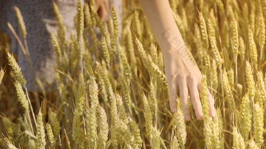 女人农民触碰小麦<strong>耳朵</strong>场夏天农业概念