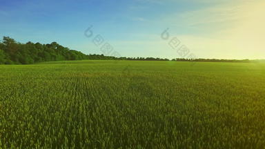 绿色大麦场夏天一天小麦场绿色场空中