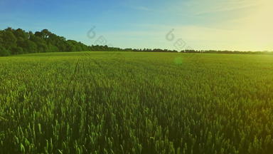 小麦场景观夏<strong>天</strong>大麦场阳光明媚的一<strong>天</strong>绿色草地