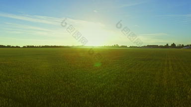 小麦场景观背景夏天<strong>太阳</strong>绿色草地夏天
