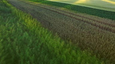 美丽的景观小麦场农业<strong>土地</strong>粮食场空中
