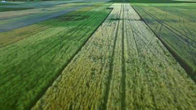 农村景观农业农业美丽的视图绿色收获场