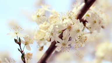 樱桃树布鲁姆特写镜头精致的樱桃花太阳光