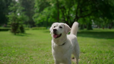 快乐拉布拉多站绿色草快乐的狗等尾巴夏天自然