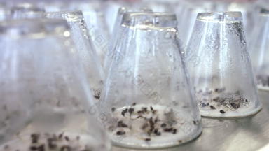植物幼苗日益增长的测试实验室玻璃器皿<strong>发芽</strong>植物豆芽