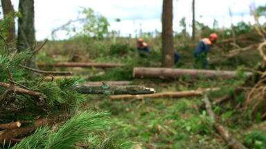伐木工人保护头盔木材树森林链锯