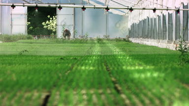 植物培养托儿所农场内部温室温室浇水系统