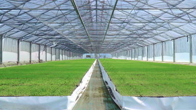 宽敞的温室日益增长的幼苗绿色种植园温室