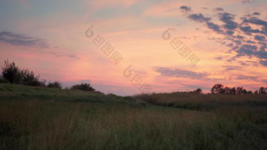 美丽的日落场草地粉红色的天空黄金草成长景观自然