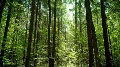 走夏天森林阳光明媚的射线冠树<strong>密集</strong>的森林