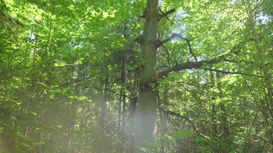 巨大的橡木树大分支机构日益增长的密集的森林阳光明媚的一<strong>天</strong>木