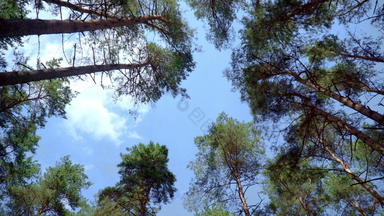 视图松树底冠松树蓝色的天空