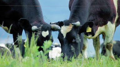牛奶牛放牧农场牛放牧场牛牛吃草