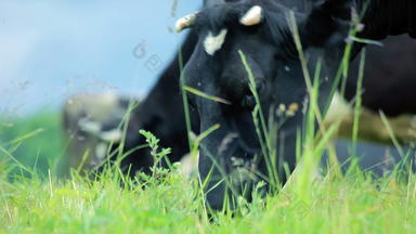 乳制品牛放牧牛场乳制品牛吃草牛牧场