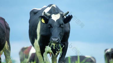 乳制品农场牛放牧乳制品牛放牧放牧牛场