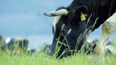 牛牛放牧场<strong>乳制品</strong>牛放牧农业行业
