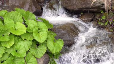 绿色植物成长水流山