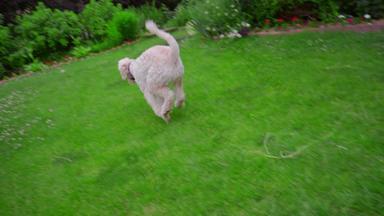 贵宾犬狗运行绿色草花园后院白色贵宾犬玩