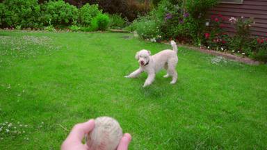 男人。手扔球狗玩玩具白色贵宾犬狗追逐球