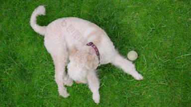 贵宾犬狗说谎绿色草稳定的有点拍摄白色狗放松草