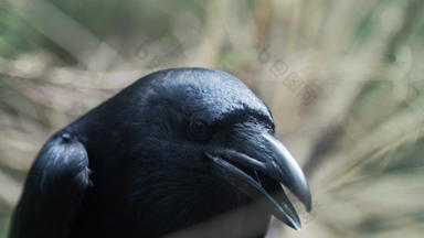头黑色的乌鸦尖叫森林常见的乌鸦旋转头木