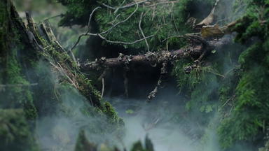 烟传播苔藓腐烂的树桩树树桩森林莫斯
