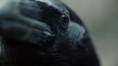 黑色的乌鸦眼睛嘴宏乌鸦直相机
