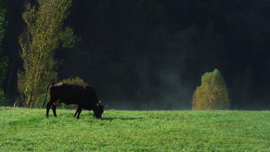 牲畜放牧农村黑色的牛吃绿色草山