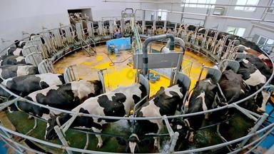 过程挤奶牛牛挤奶设施现代农场挤奶机