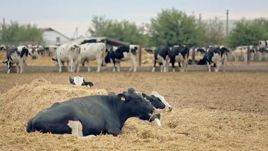 荷斯坦牛繁殖牛奶农场乳制品牛放牧牧场