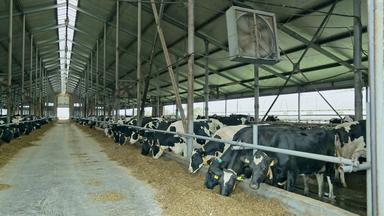 牛奶牛喂养现代精品牛奶牛喂养乳制品行业