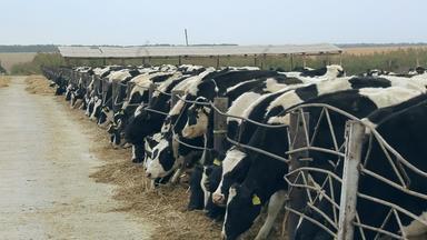 牛奶牛喂养现代农场国内动物吃有农业农场