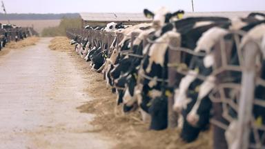 牛喂养农场牛奶工厂农业农场牛牛放牧