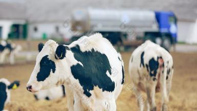 荷斯坦牛小腿放牧牧场牛放牧乳制品农场