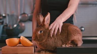 女<strong>抚摸</strong>兔子表格棕色（的）兔子嗅探橙色水果棕色（的）兔子女士手<strong>抚摸</strong>兔子耳朵女<strong>抚摸</strong>兔子表格棕色（的）兔子嗅探橙色水果害羞的动物拉平水果厨房棕色（的）兔子