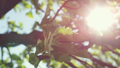 绿色树叶摇摆风太阳特写镜头美丽的自然场景