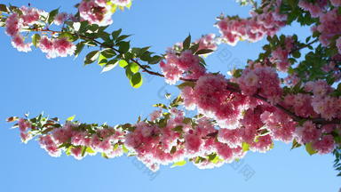 粉红色的樱花分支蓝色的万里无云的天空樱花花春天一天