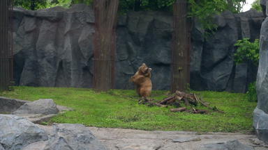 棕色（的）熊动物园栅栏巨大的熊属arctos运行动物公园