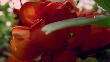 特写镜头视图红色的花开花绿色树叶多云的天空