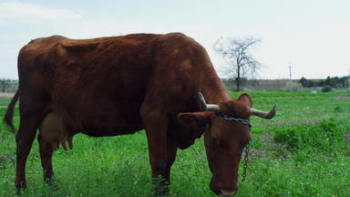 农场动物牛喂养草自然农村场草地背景