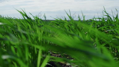 绿色小麦日益增长的场生态农业自然背景<strong>空中</strong>视图