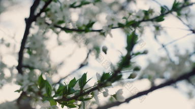 白色花布鲁姆春天自然樱桃树分支开花摘要拍摄
