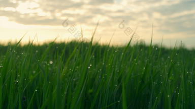 绿色草日落露水农村农村场草地早....日出